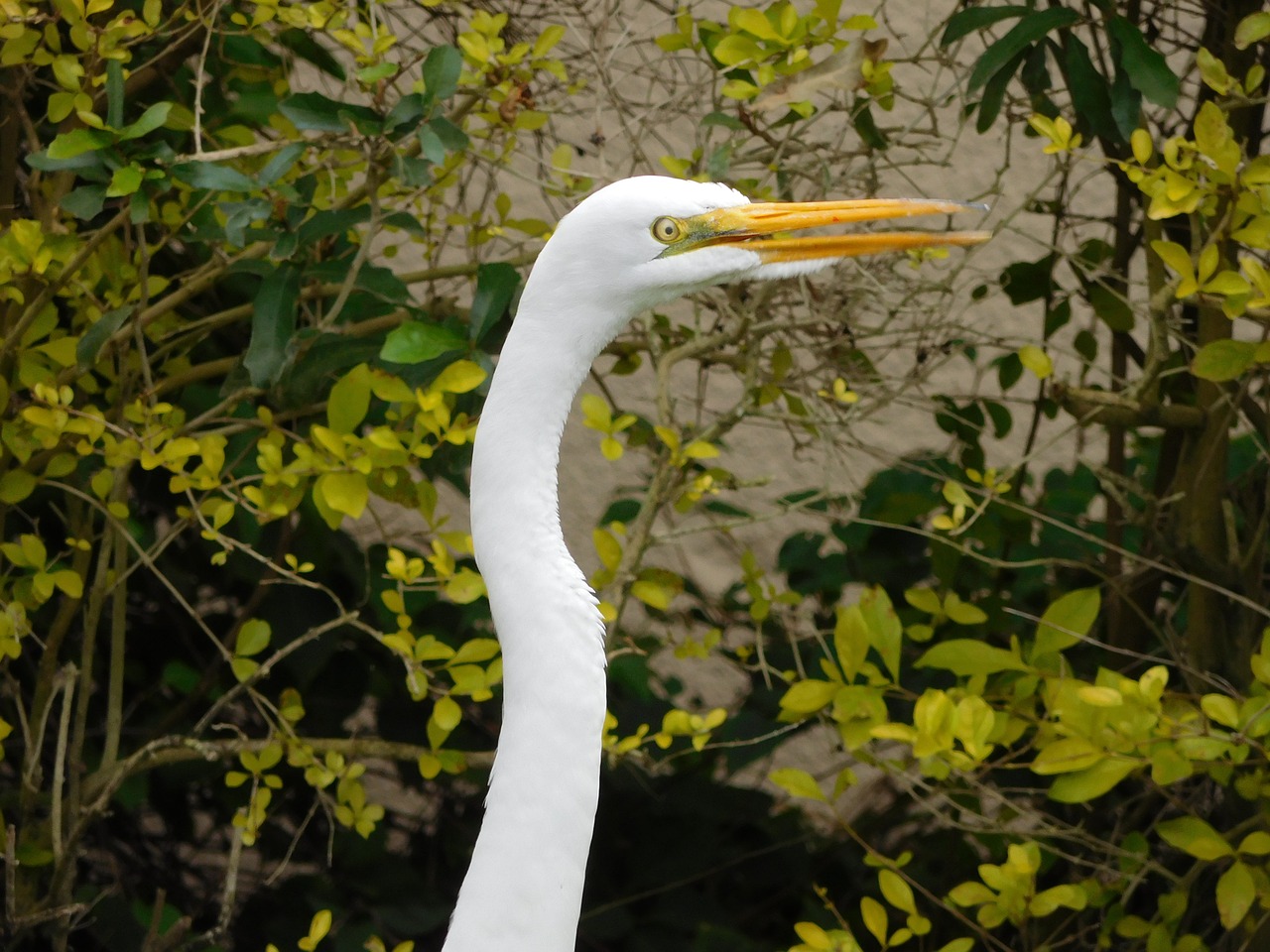 bird egret wild free photo