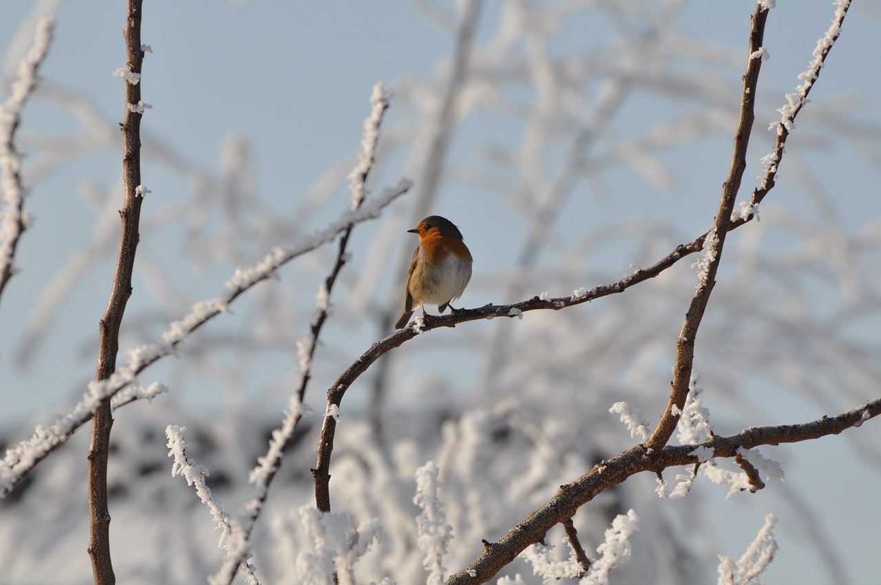 bird robin garden free photo