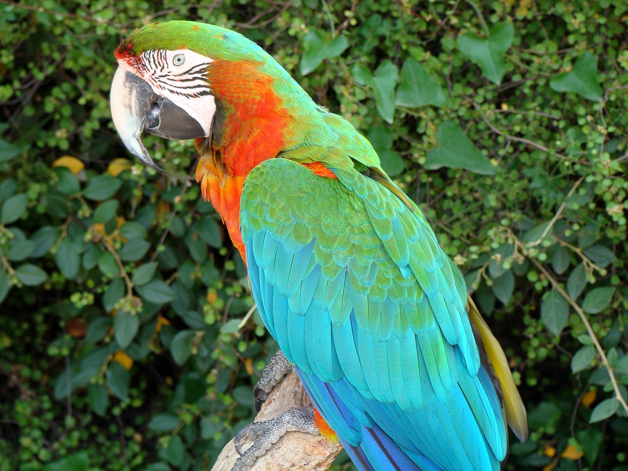 bird parrot zoo free photo