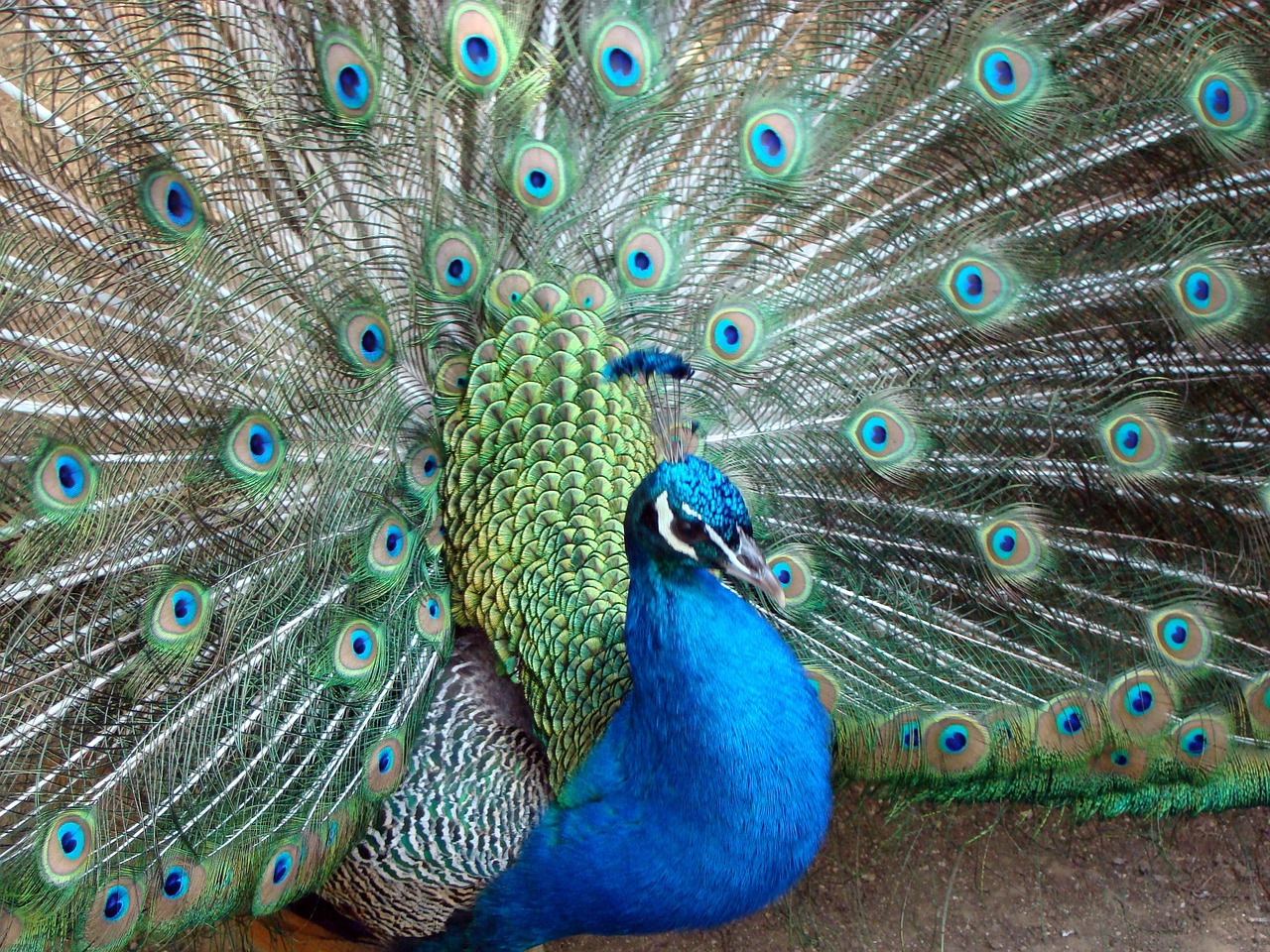 bird peacock zoo free photo