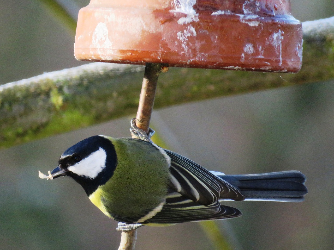 bird tit garden free photo