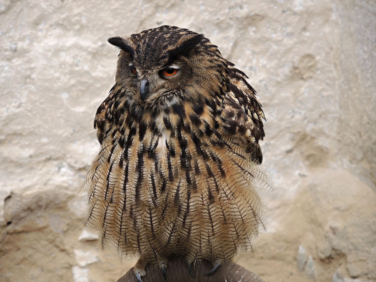 bird owl eagle free photo