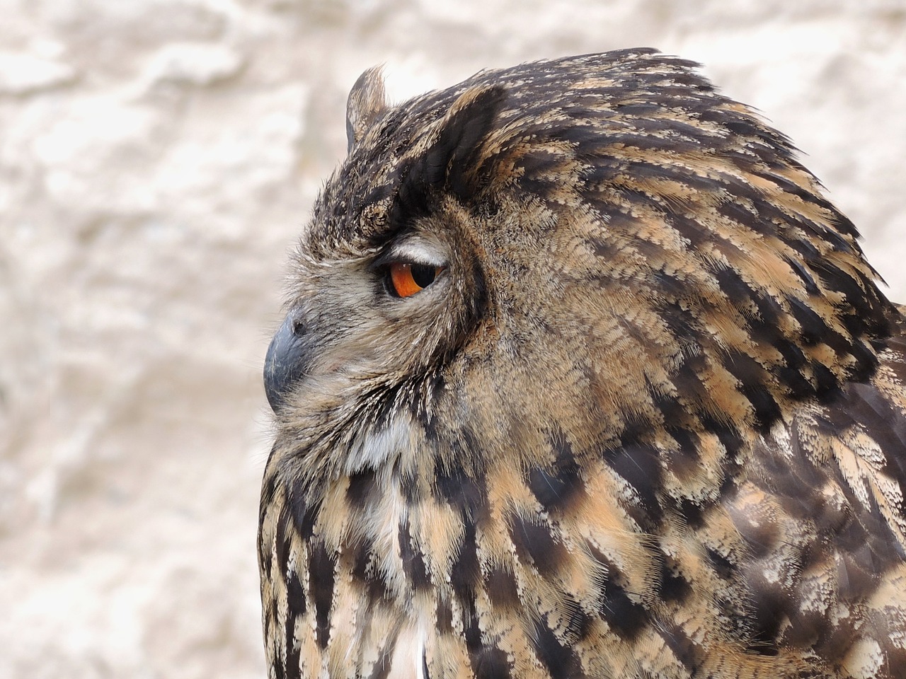 bird owl eagle free photo