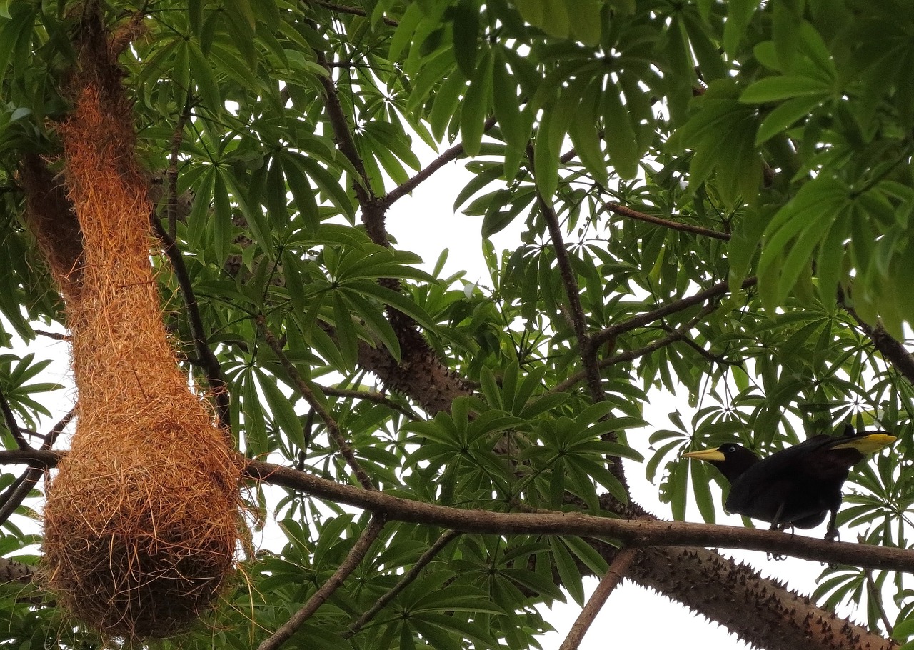 bird nest brazil free photo