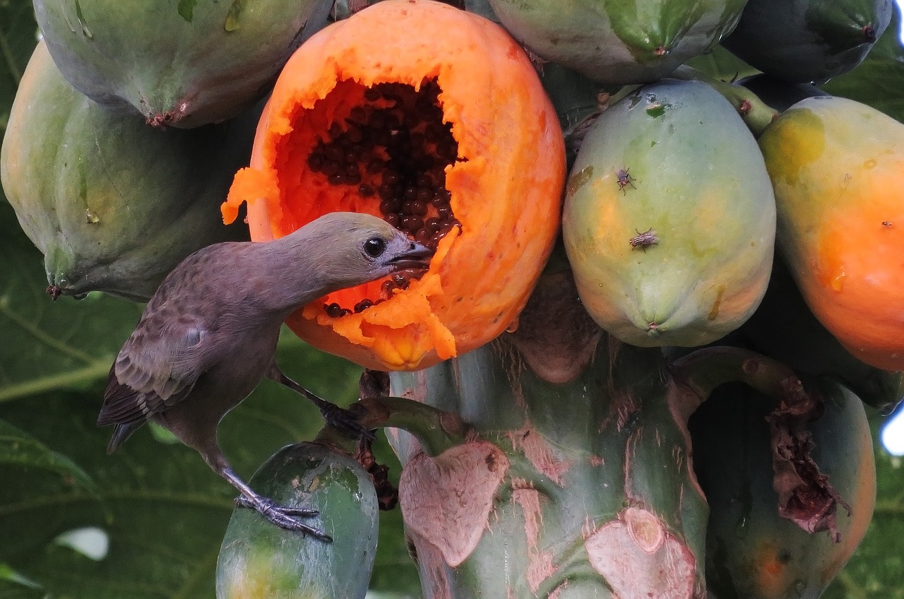 bird papaya wild life free photo