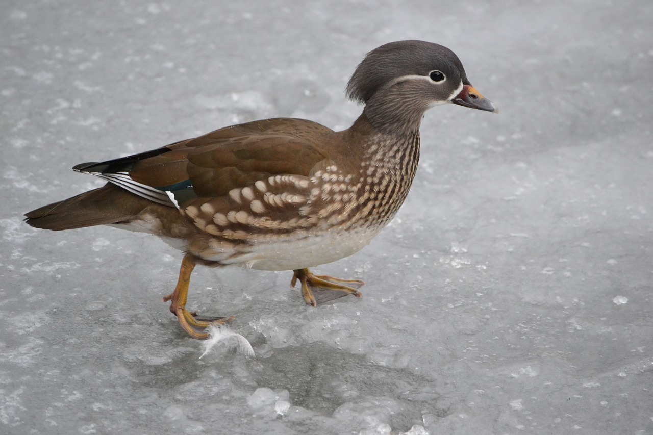 bird duck ice free photo