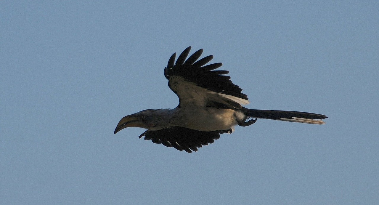 bird hornbill silhouette free photo