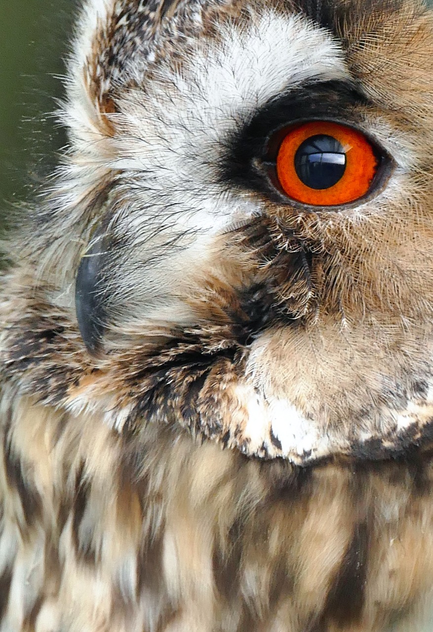 bird owl hunter free photo