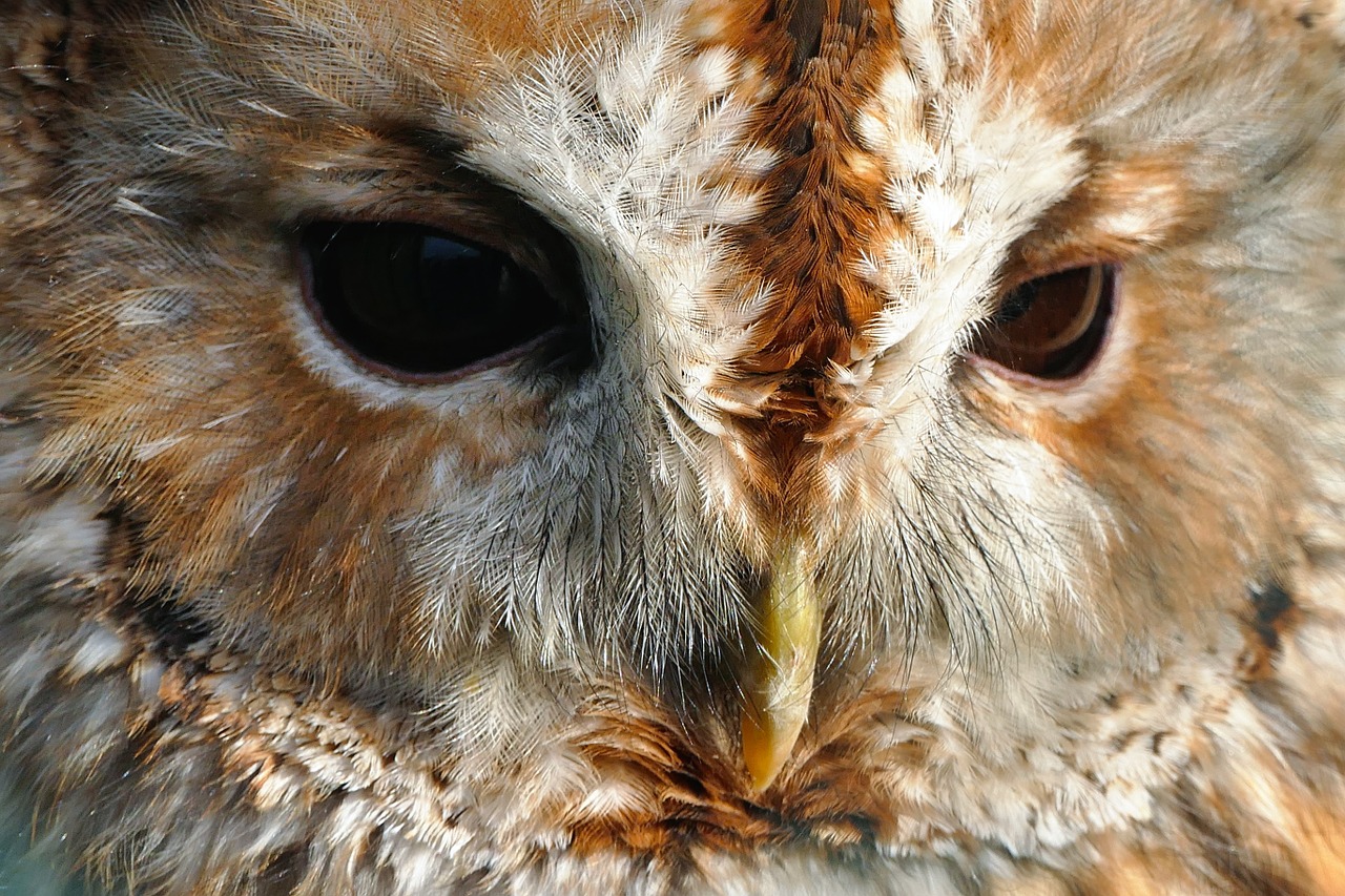 bird owl hunter free photo