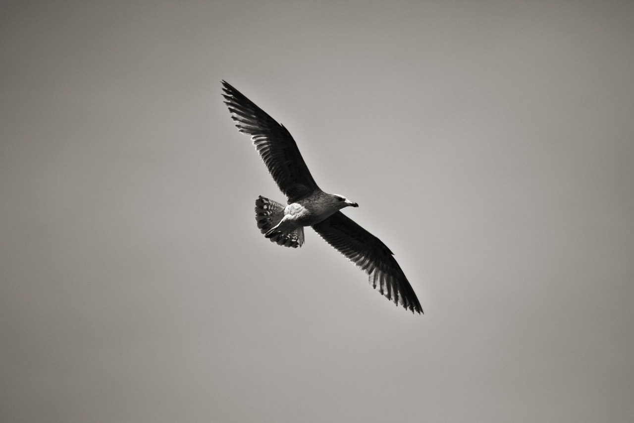 bird seagull sea free photo