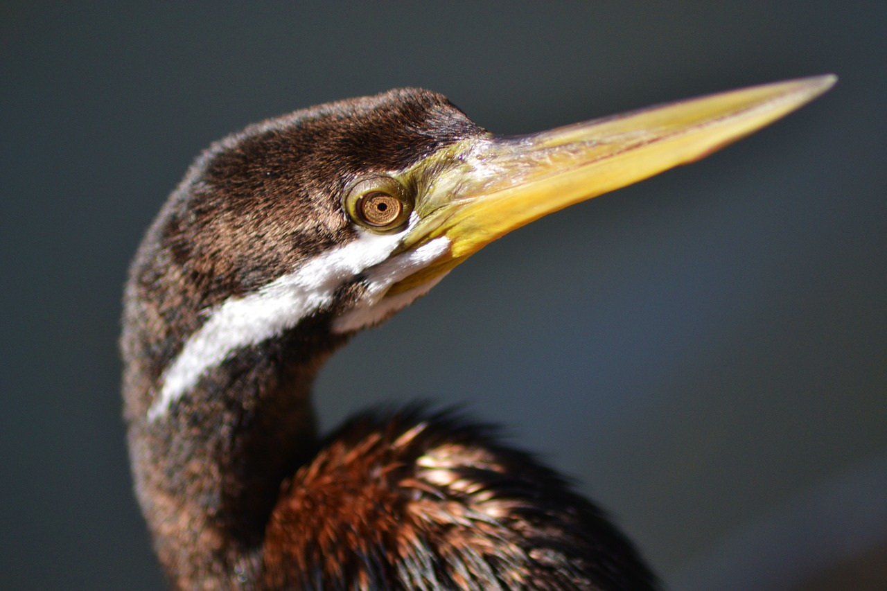 bird brown wildlife free photo