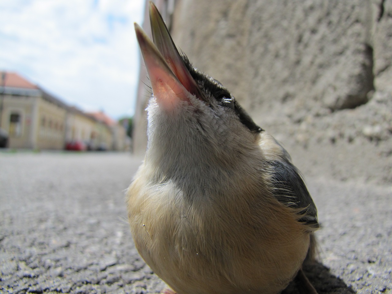 bird macro street free photo