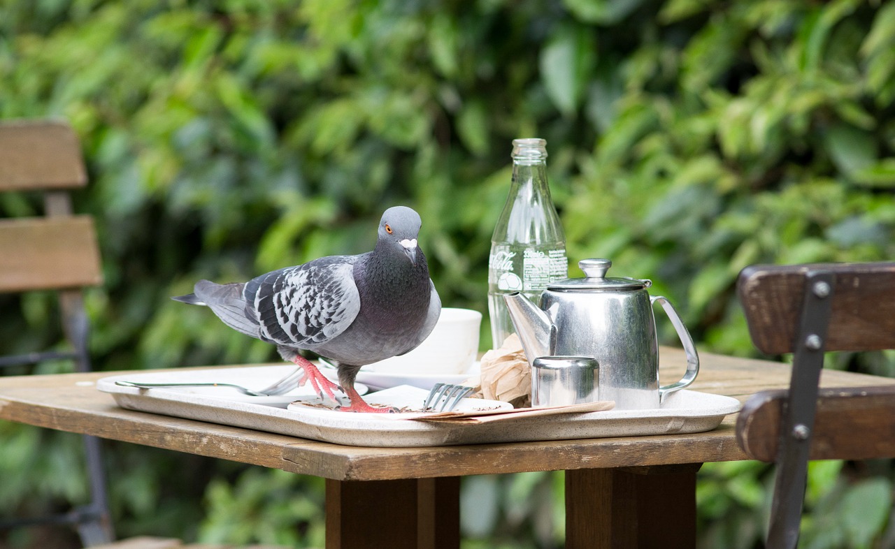 bird pigeons nature free photo