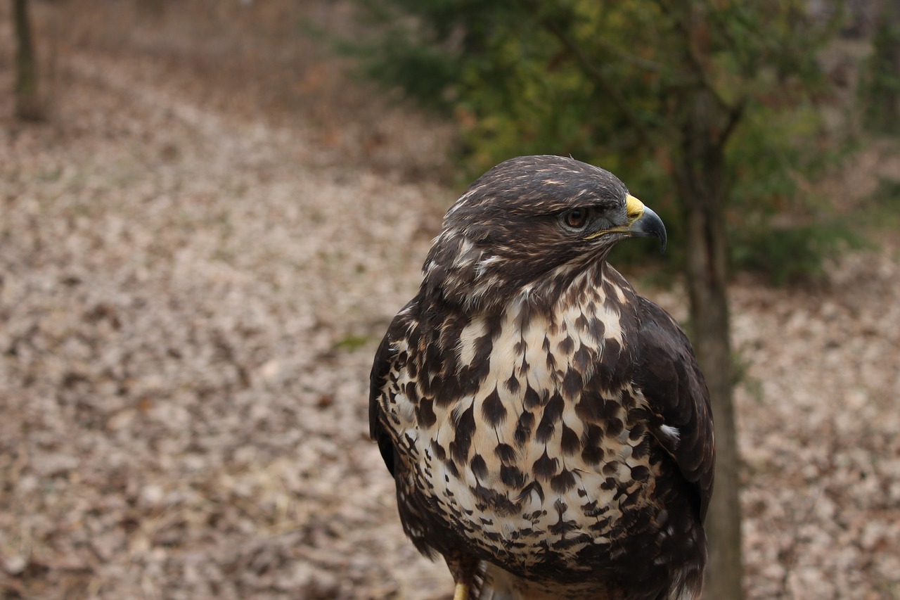 bird nature birds free photo