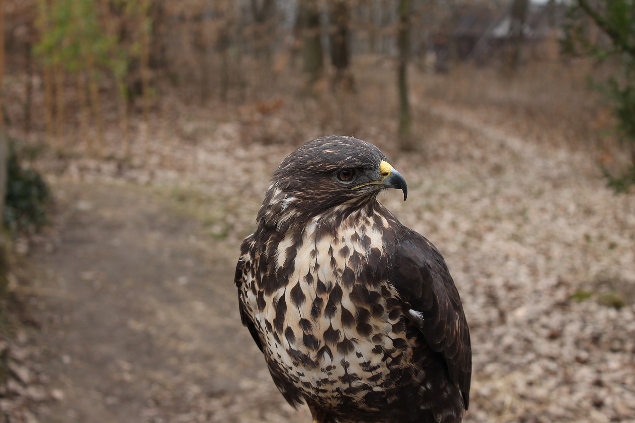 bird nature birds free photo