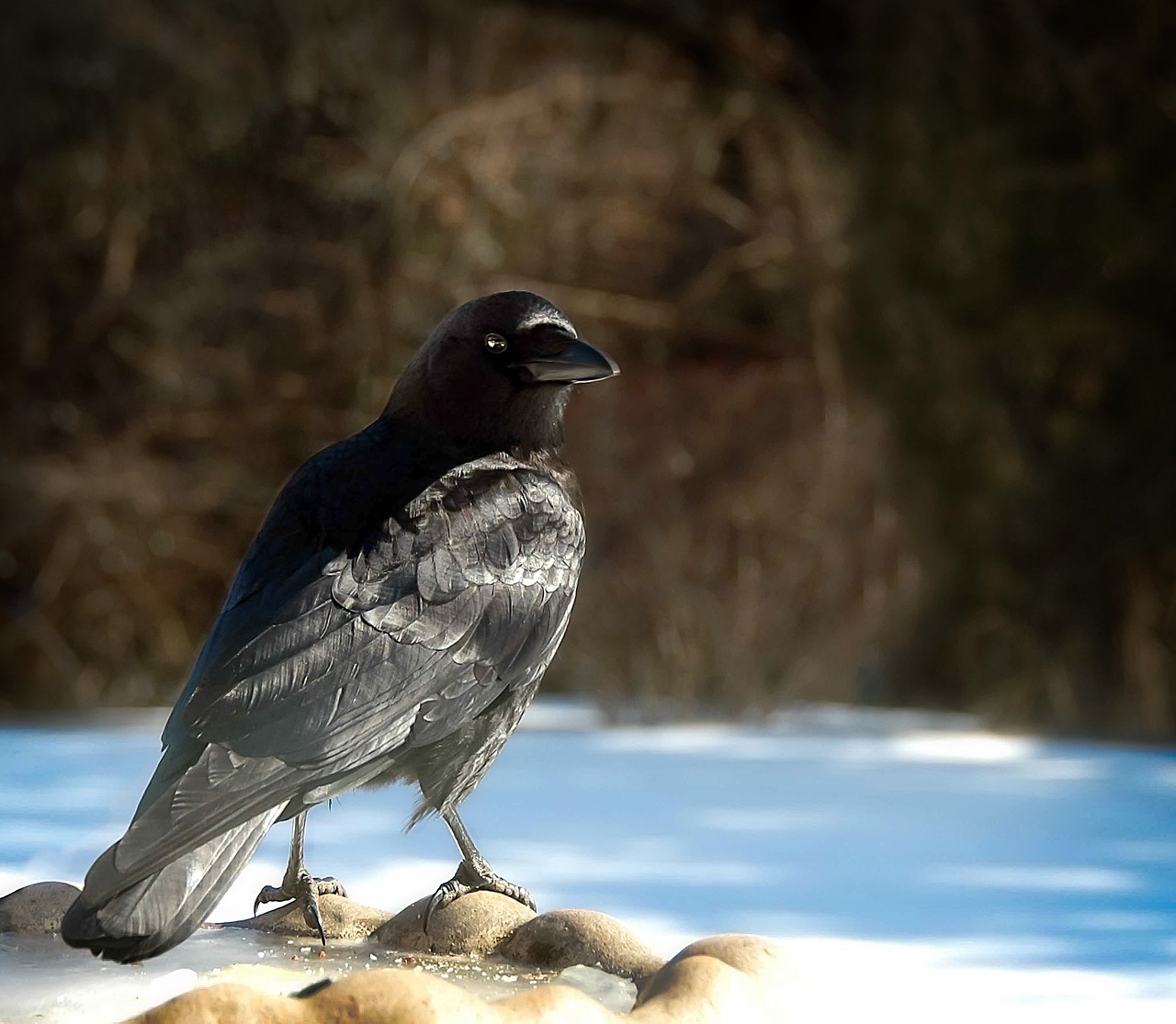 bird crow black free photo