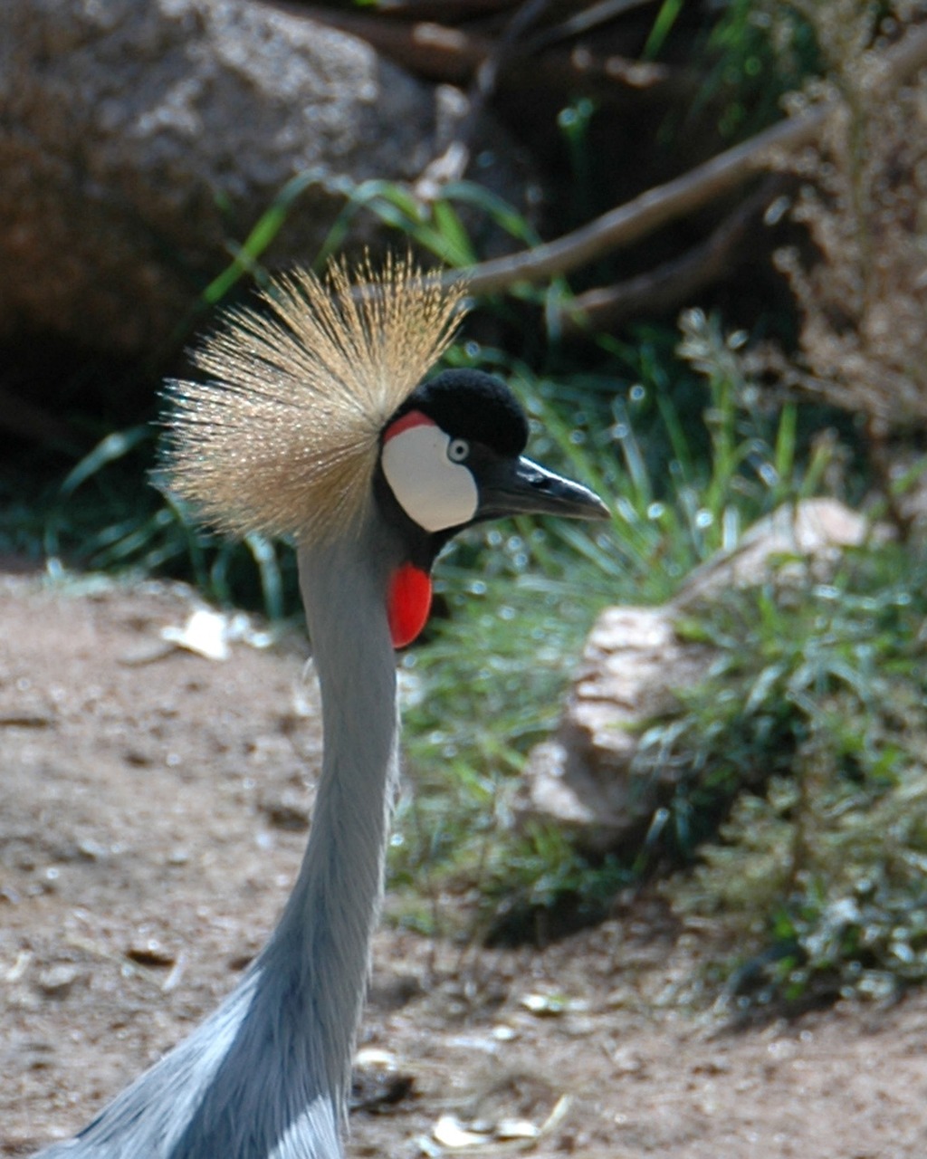 bird wildlife crane free photo