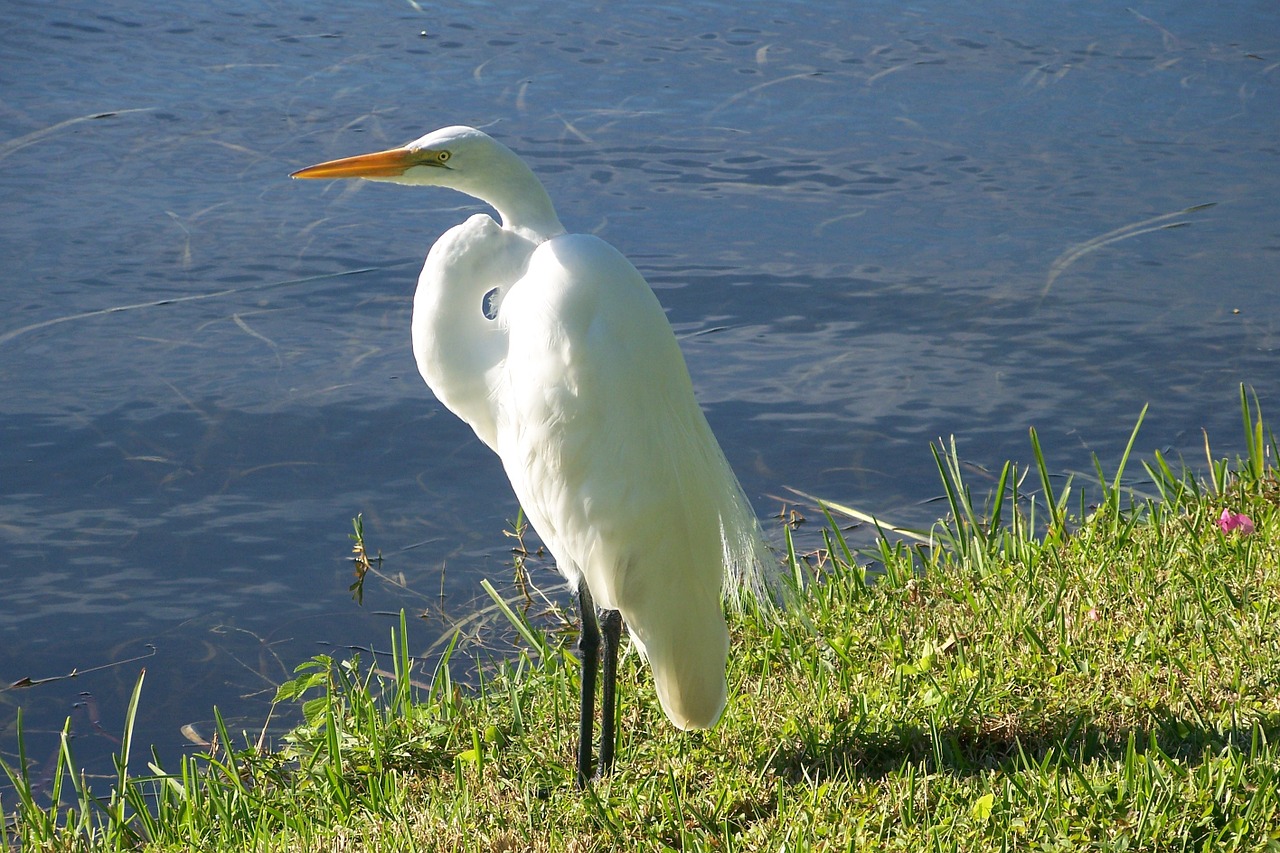 bird nature animal free photo