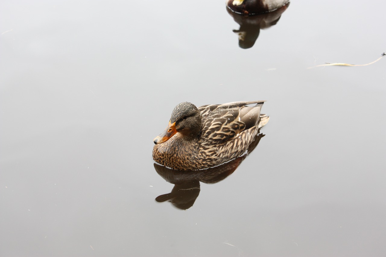 bird duck pond free photo