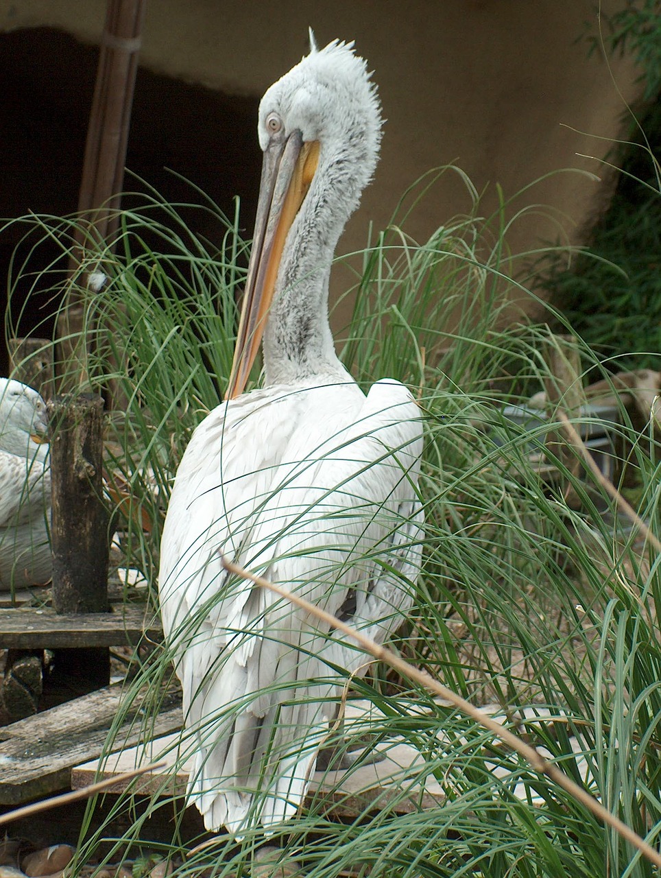 bird pelican animal free photo