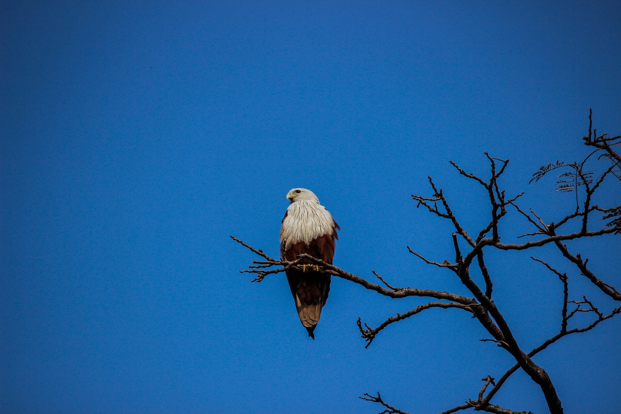 bird kite wildlife free photo