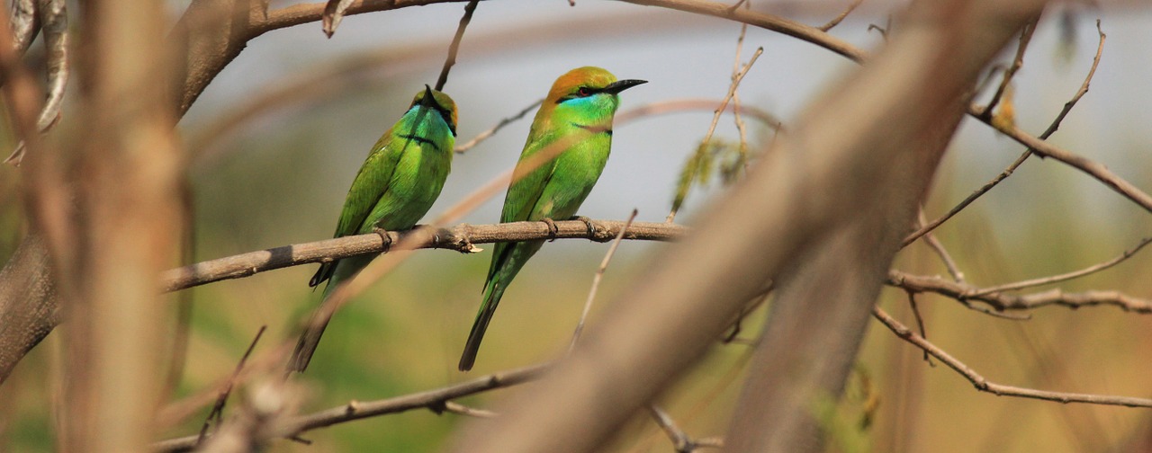 bird nature green free photo