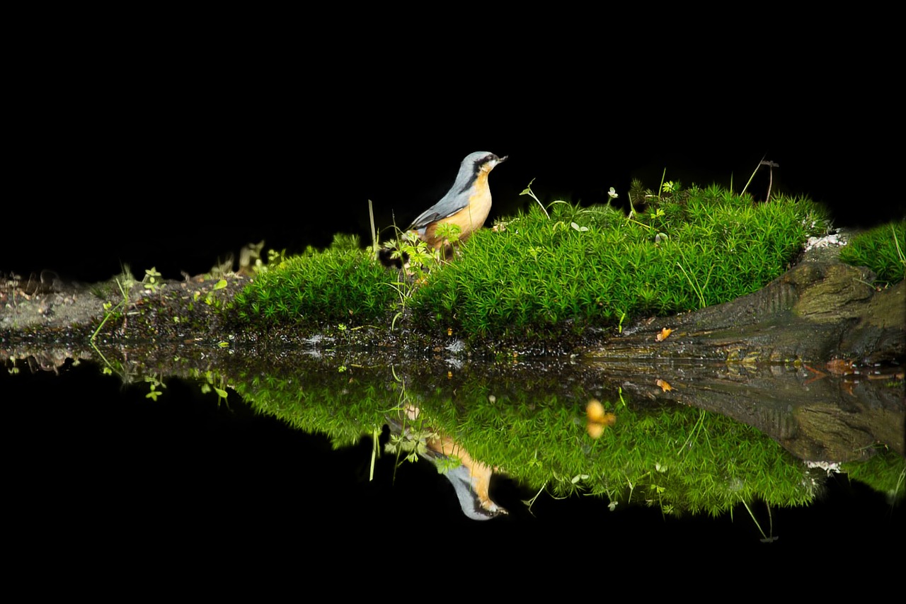 bird reflection tree trunk free photo