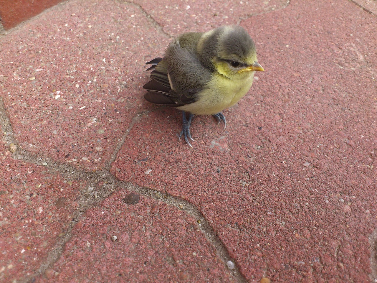 bird tit cute free photo