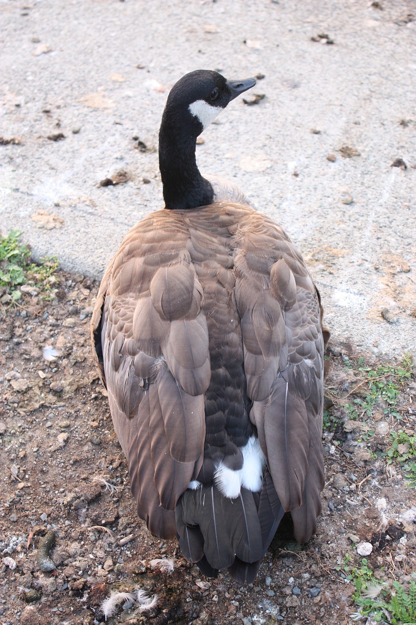 bird goose canada free photo