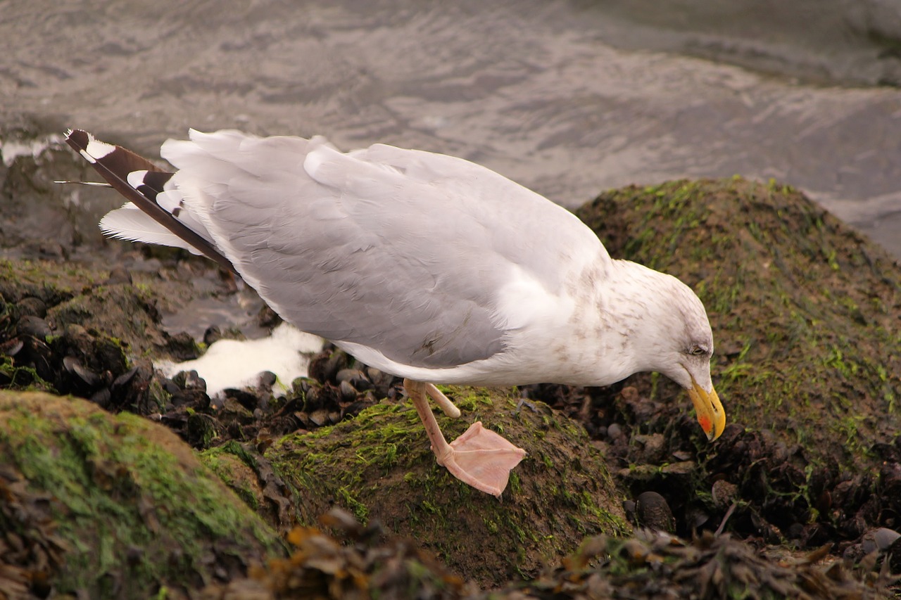 bird seagull foraging free photo