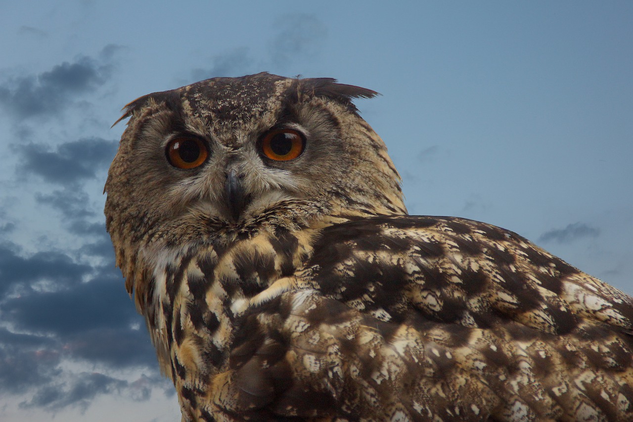 bird owl wild bird free photo