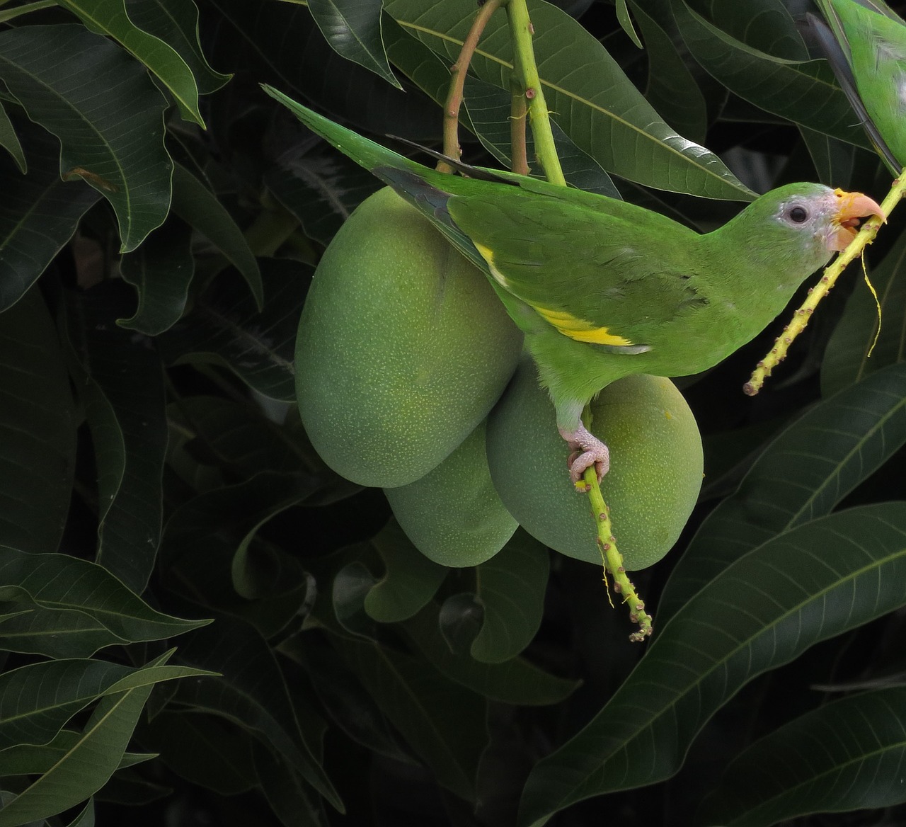 bird parakeet mango free photo