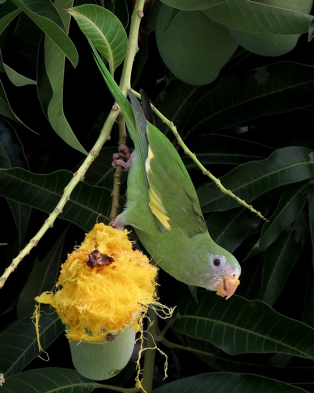 bird parakeet mango free photo