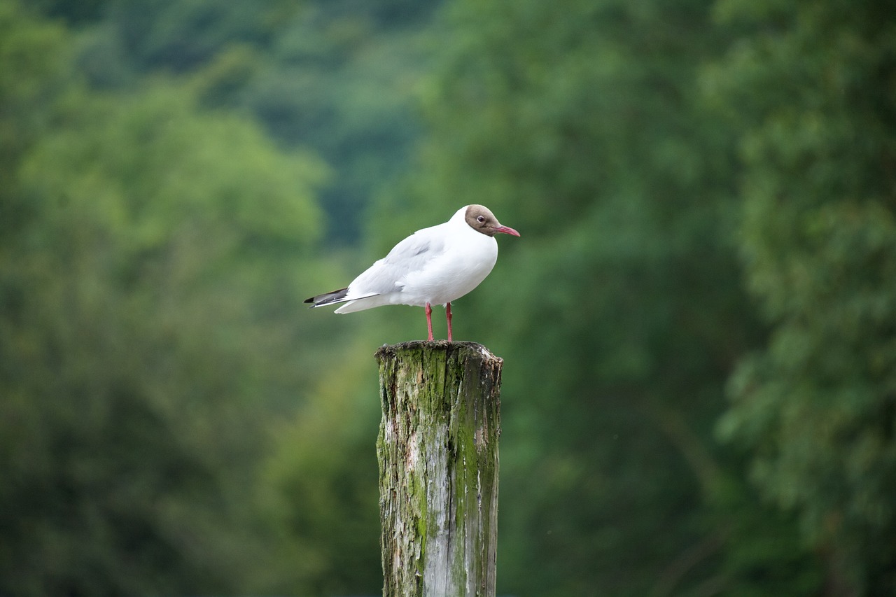 bird gull seagull free photo