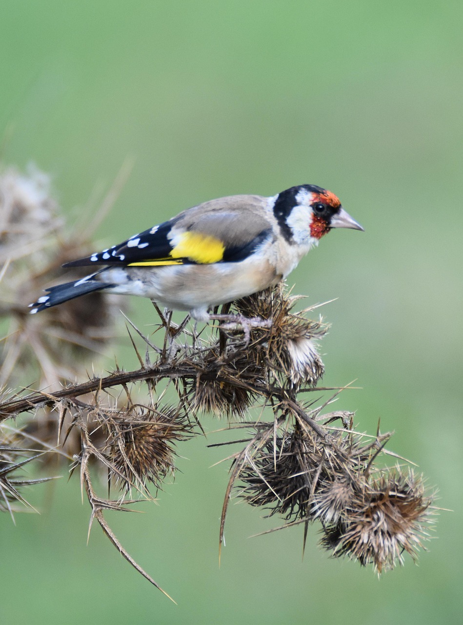 bird carduelis flower free photo