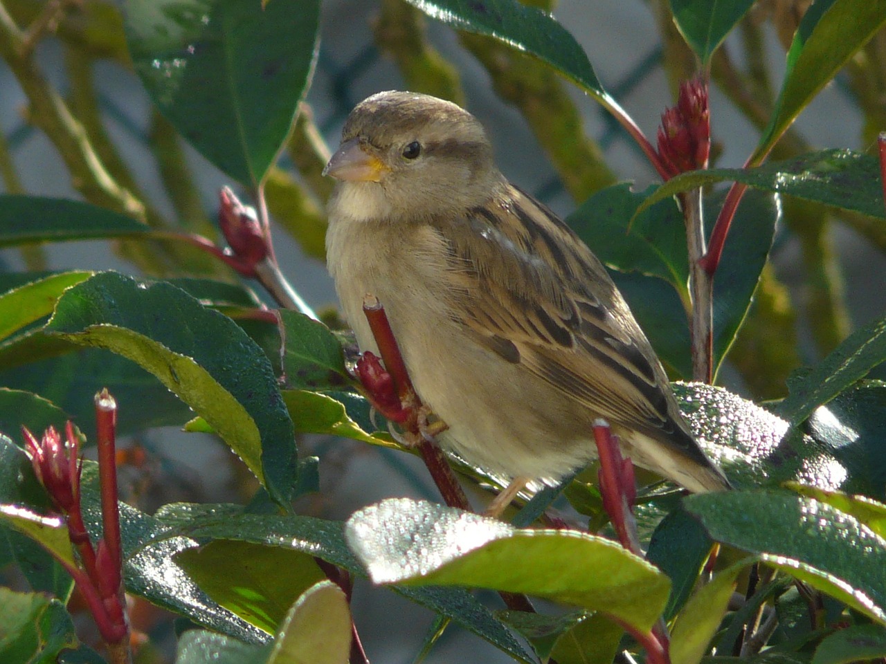 sparrow bird linnet free photo