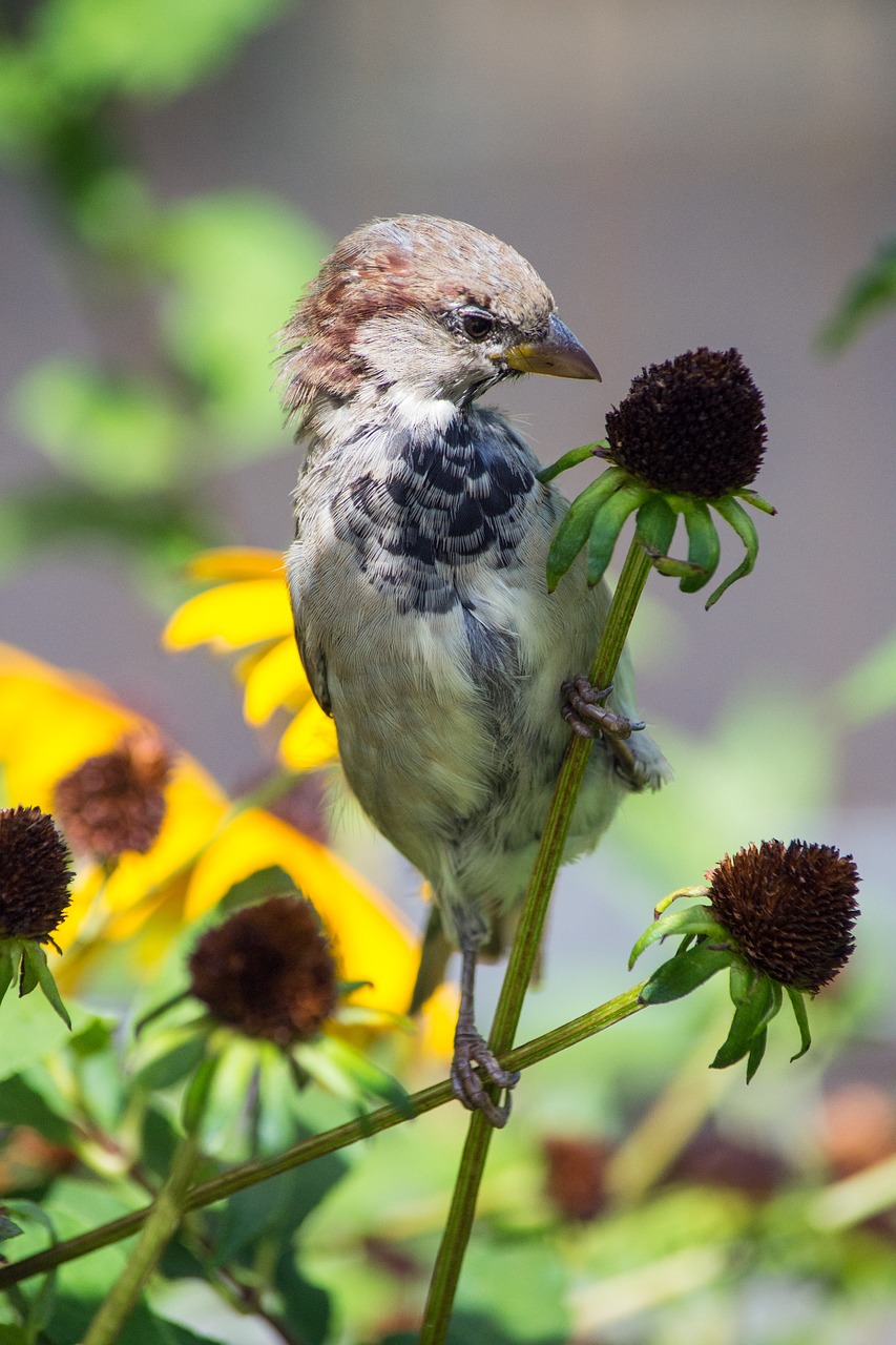 bird sparrow nature free photo