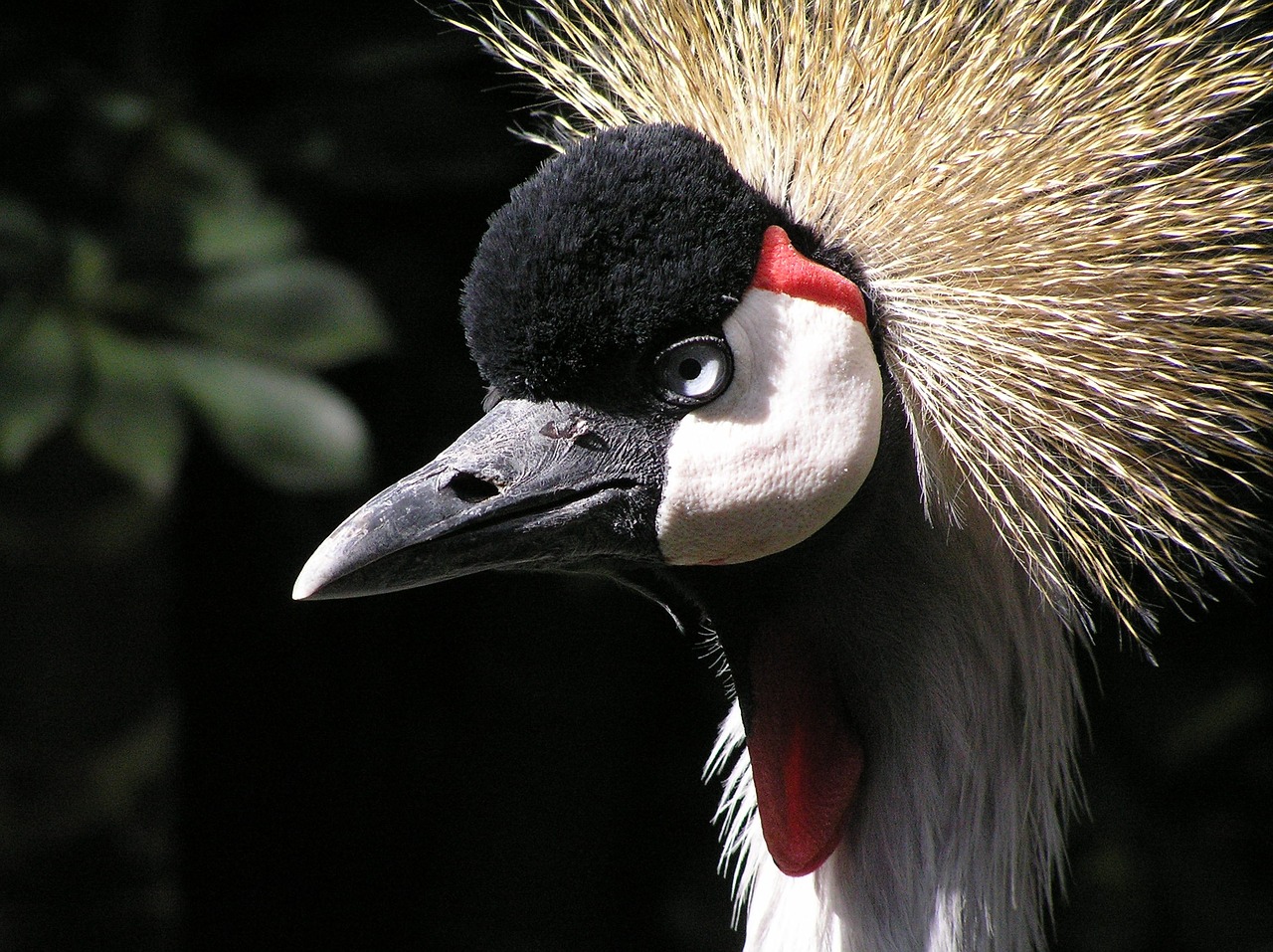 bird animals head free photo