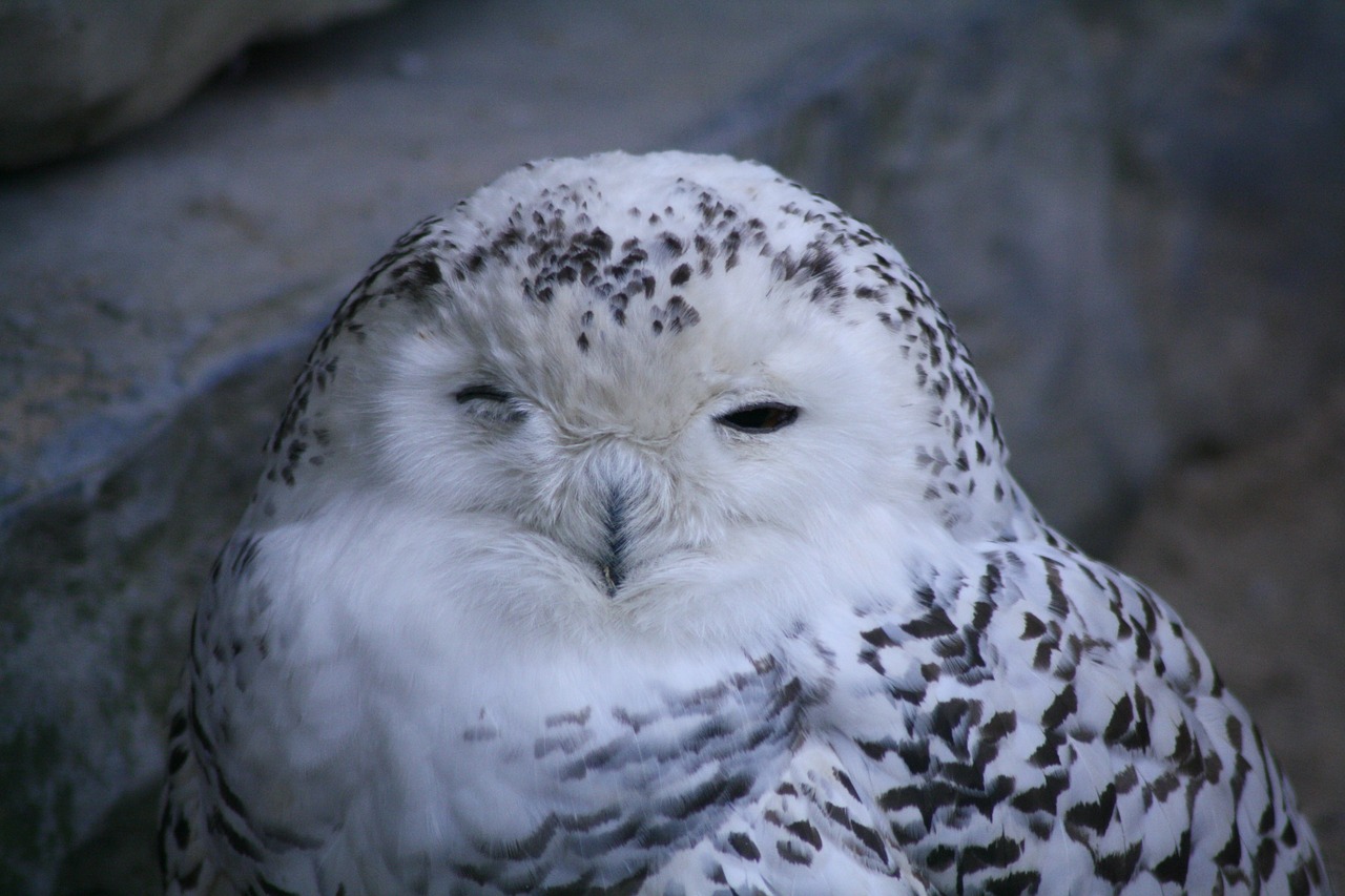 bird owl close free photo