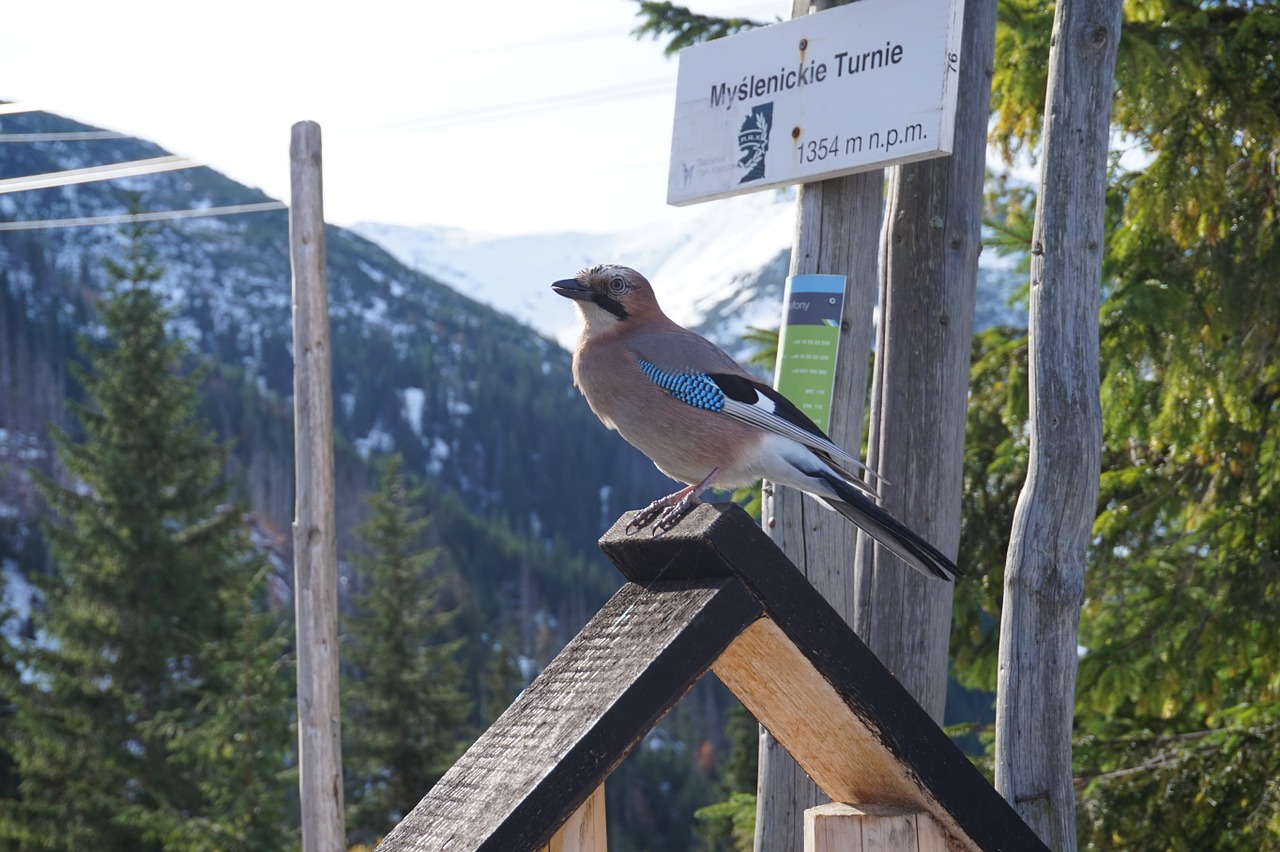 bird jay mountains free photo