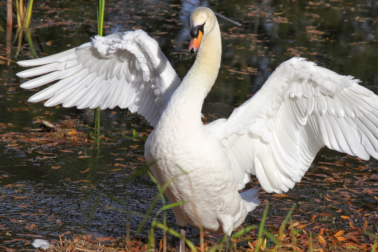 bird swan nature free photo