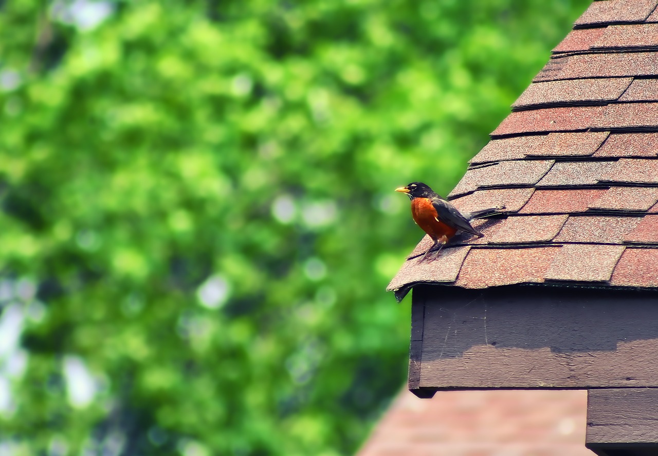 bird resting roof free photo