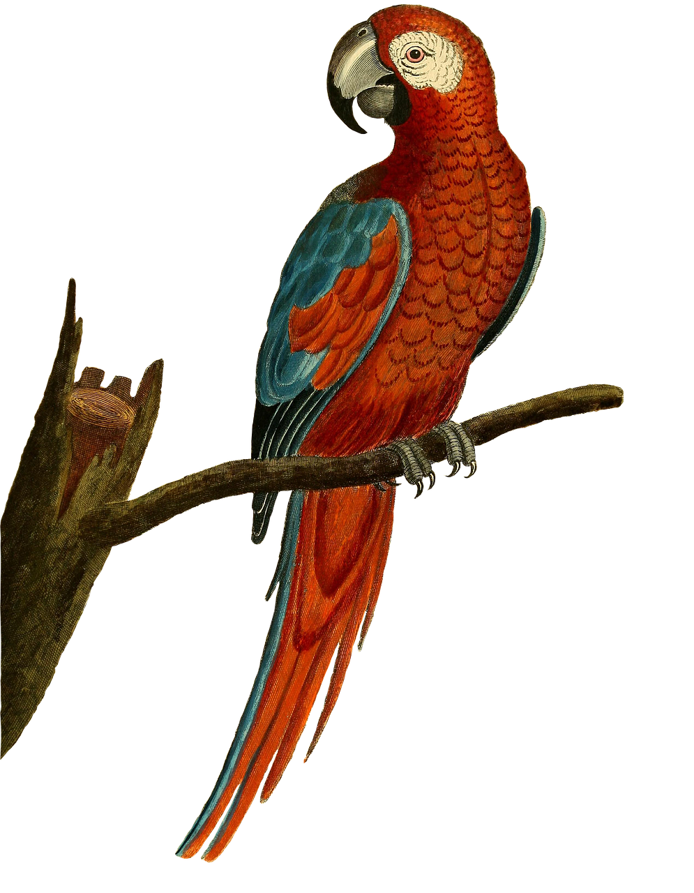 bird parrot ara free photo