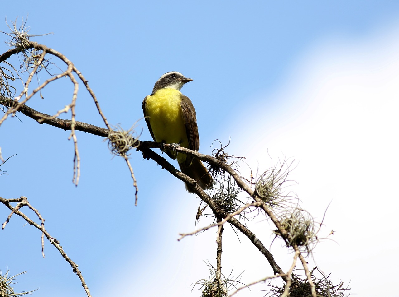 bird yellow colorful free photo