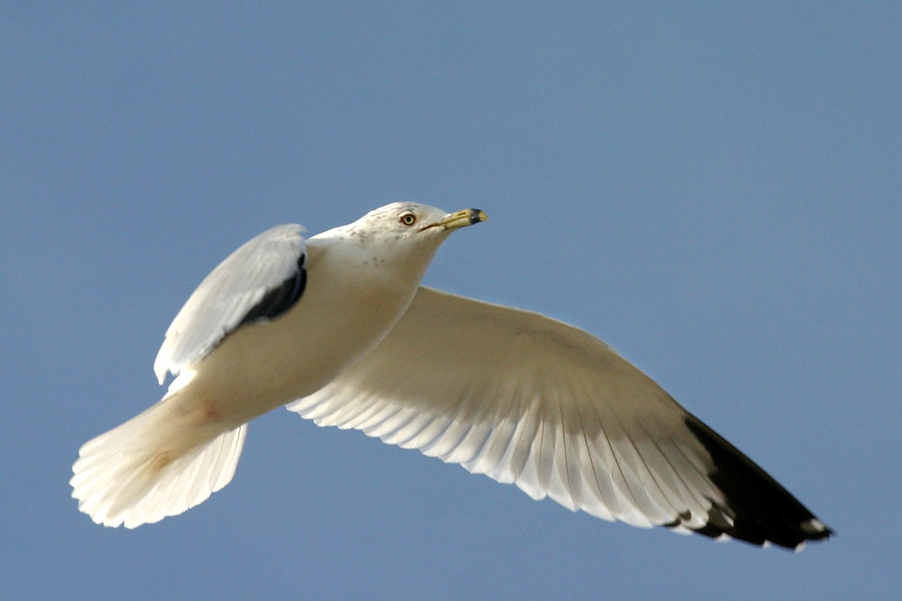 bird gull fly free photo