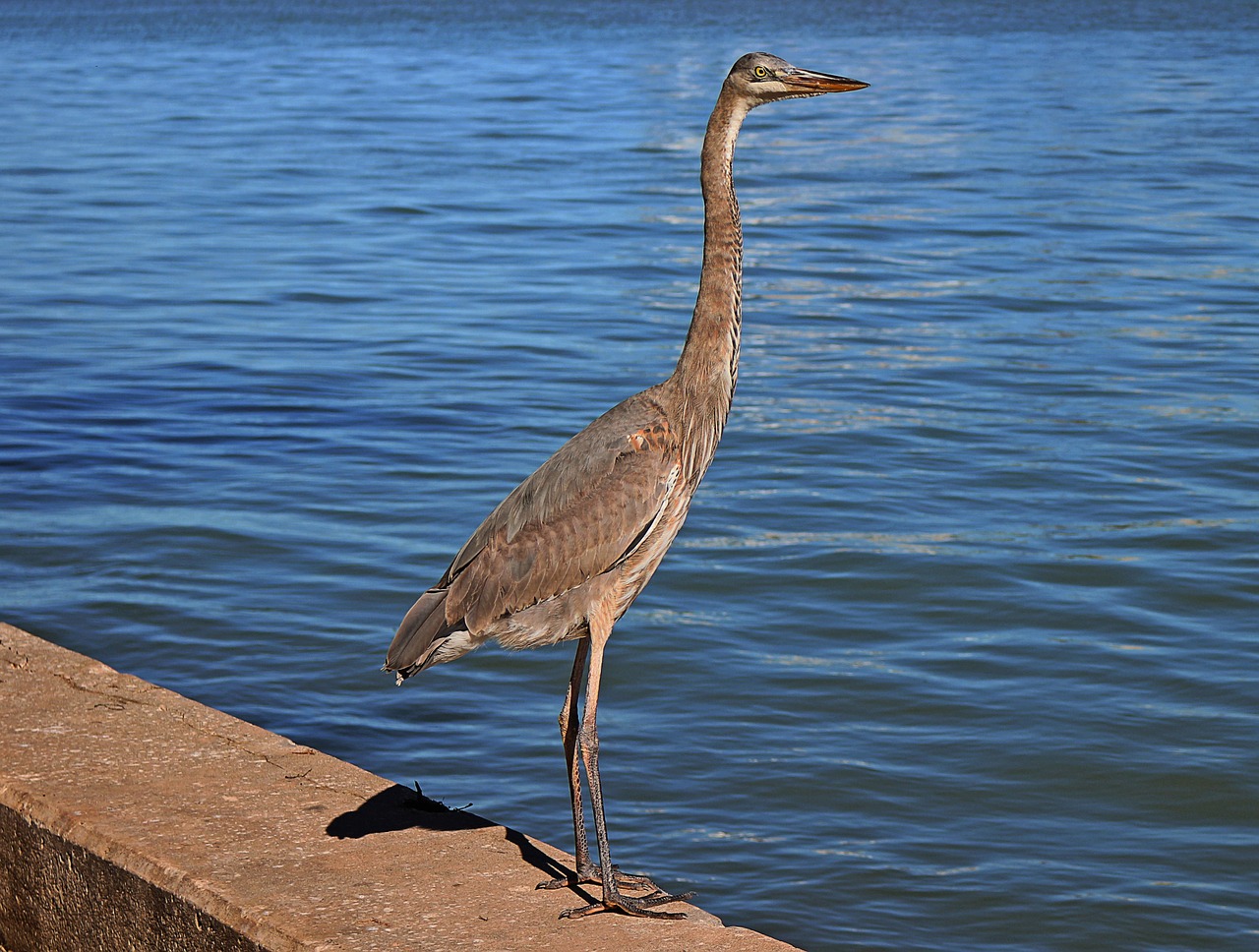 bird heron nature free photo