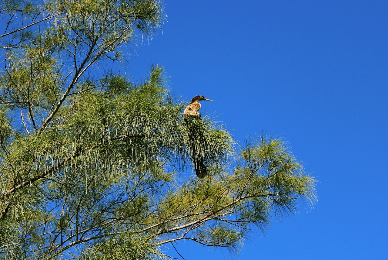 bird nature wild free photo