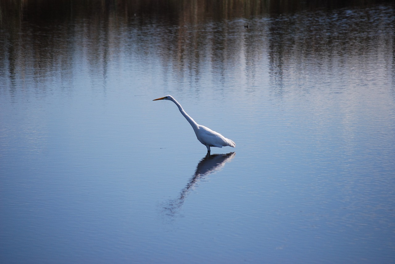 bird lake free pictures free photo