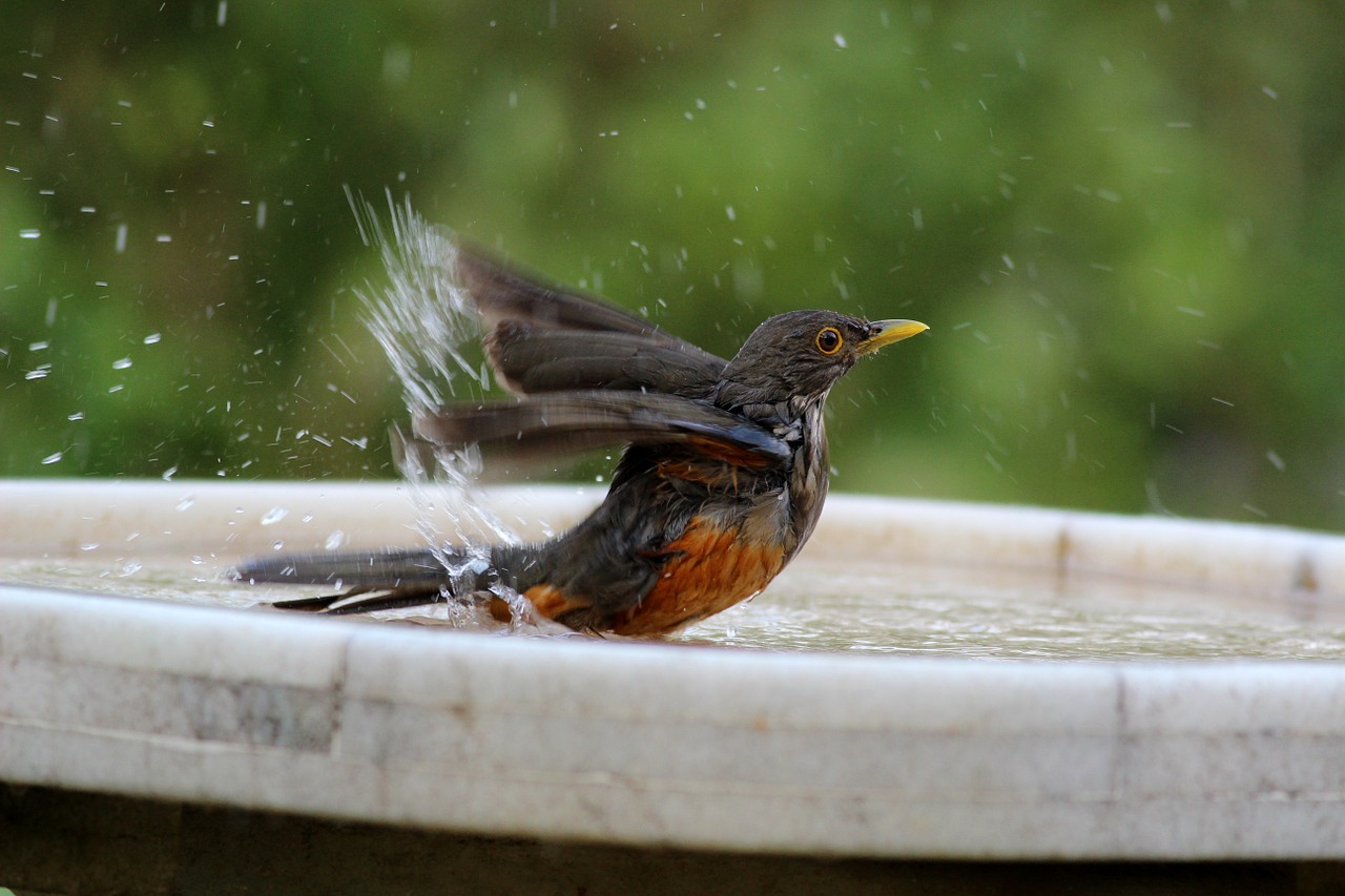 bird bathing know orange free photo