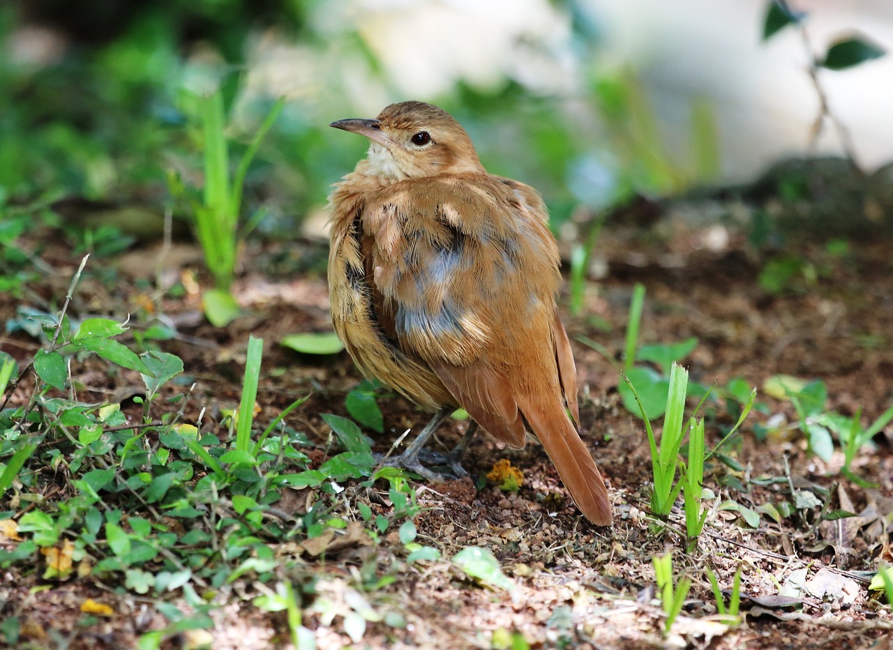 bird john clay on the floor free photo